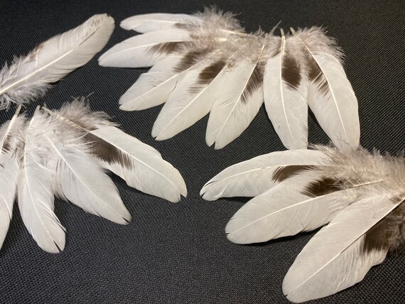 12 pcs Assorted Rooster feathers Striped feathers White feathers Natural feathers Jewelry feathers Earring feathers Hat feather Wing feather
