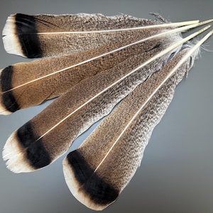 4 stuks Kalkoenveren Natuurlijke veren Sieraden veren Zeldzame veren Losse veren Geweldige veren Smudge fan Hoed decor