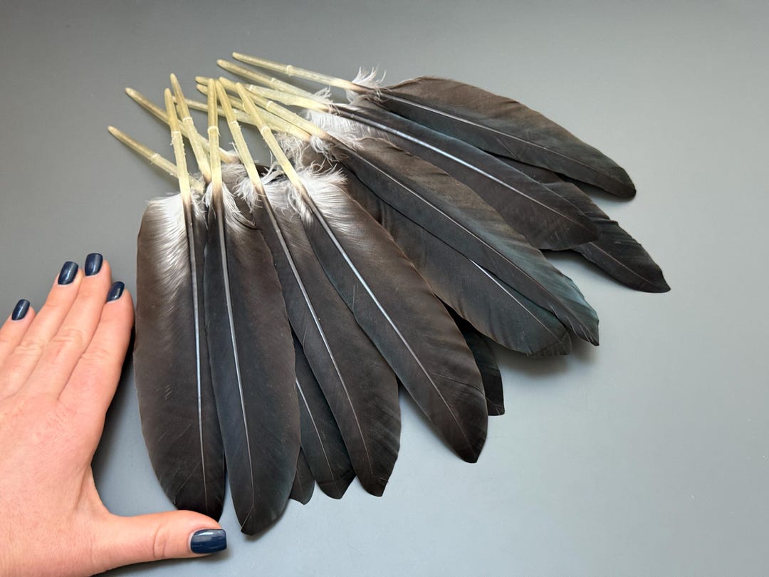 14 Pcs Ducvk Wing Feathers Long Feathers Pen Feathers Feathers for ...