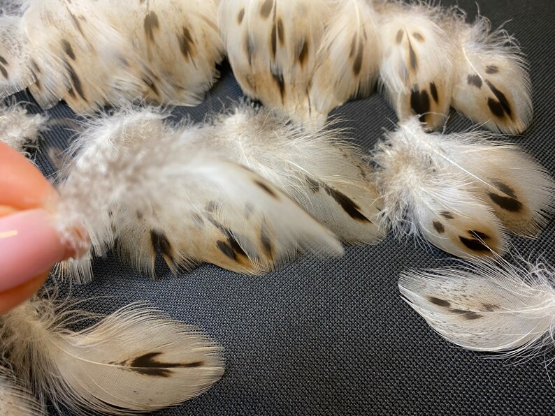 20 pcs Small Duck feathers Spotted feathers Miniature feathers Jewelry feathers Earring feathers Black feathers Mallard duck feathers Rare 20 pcs Small Duck feathers Spotted feathers Miniature feathers Jewelry feathers Earring feathers Black feathers Mallard duck feathers Rare