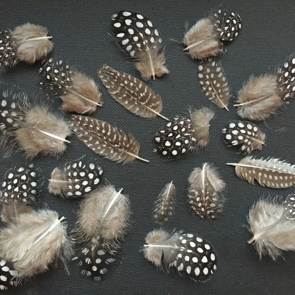 30 Extra Small NATURAL Guinea Fowl FEATHERS Mix Polka Dot Feathers Loose  Feathers For Crafts Spotted Assortment Supplies