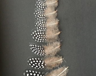 Guinea Feathers 30 Small Guinea Fowl FEATHERS Mix Polka Dot Feathers Loose Feathers Real Feathers For Crafts Spotted Assortment Supplies