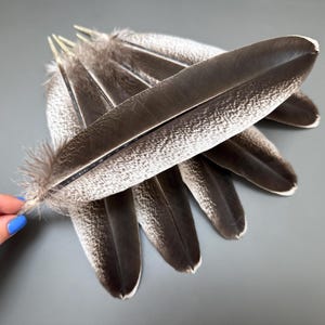 6 pcs Turkey feathers Natural feathers Smudge feathers Feathers for crafts Loose feathers Striped feathers Loose feathers Amazing feathers