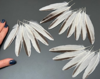 18 pcs Gray feathers Flat feathers Duck feathers Loose feathers Amazing feathers Rare feathers Feathers for crafts Long feathers