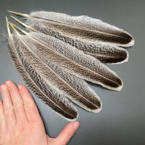 5 pcs Turkey wing feathers Natural feathers Jewelry feathers Earring feathers Gray feathers Spotted feathers Brow feathers Pen feathers