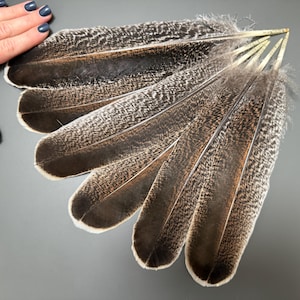6 pcs Brown turkey wing feathers Smudge feathers Rare feathers Pen feathers Calligraphy feathers Long feathers Feathers for crafts