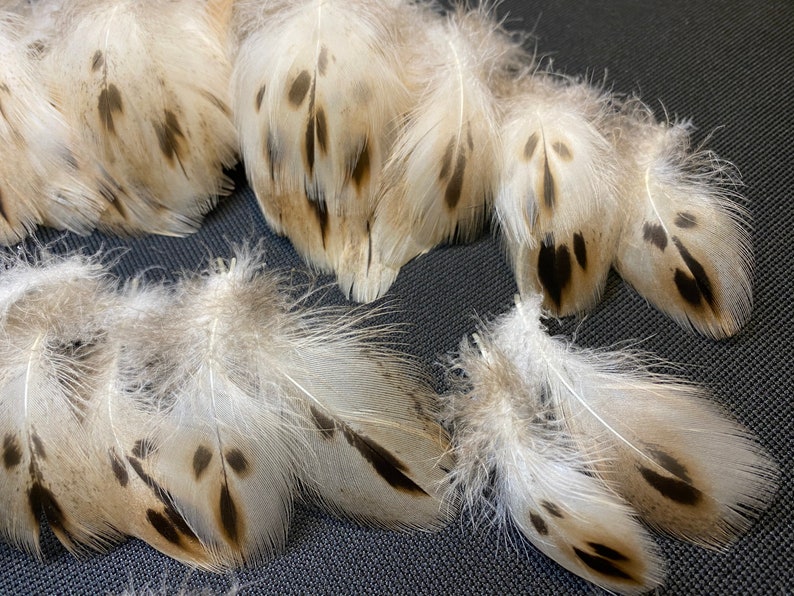 20 pcs Small Duck feathers Spotted feathers Miniature feathers Jewelry feathers Earring feathers Black feathers Mallard duck feathers Rare 20 pcs Small Duck feathers Spotted feathers Miniature feathers Jewelry feathers Earring feathers Black feathers Mallard duck feathers Rare