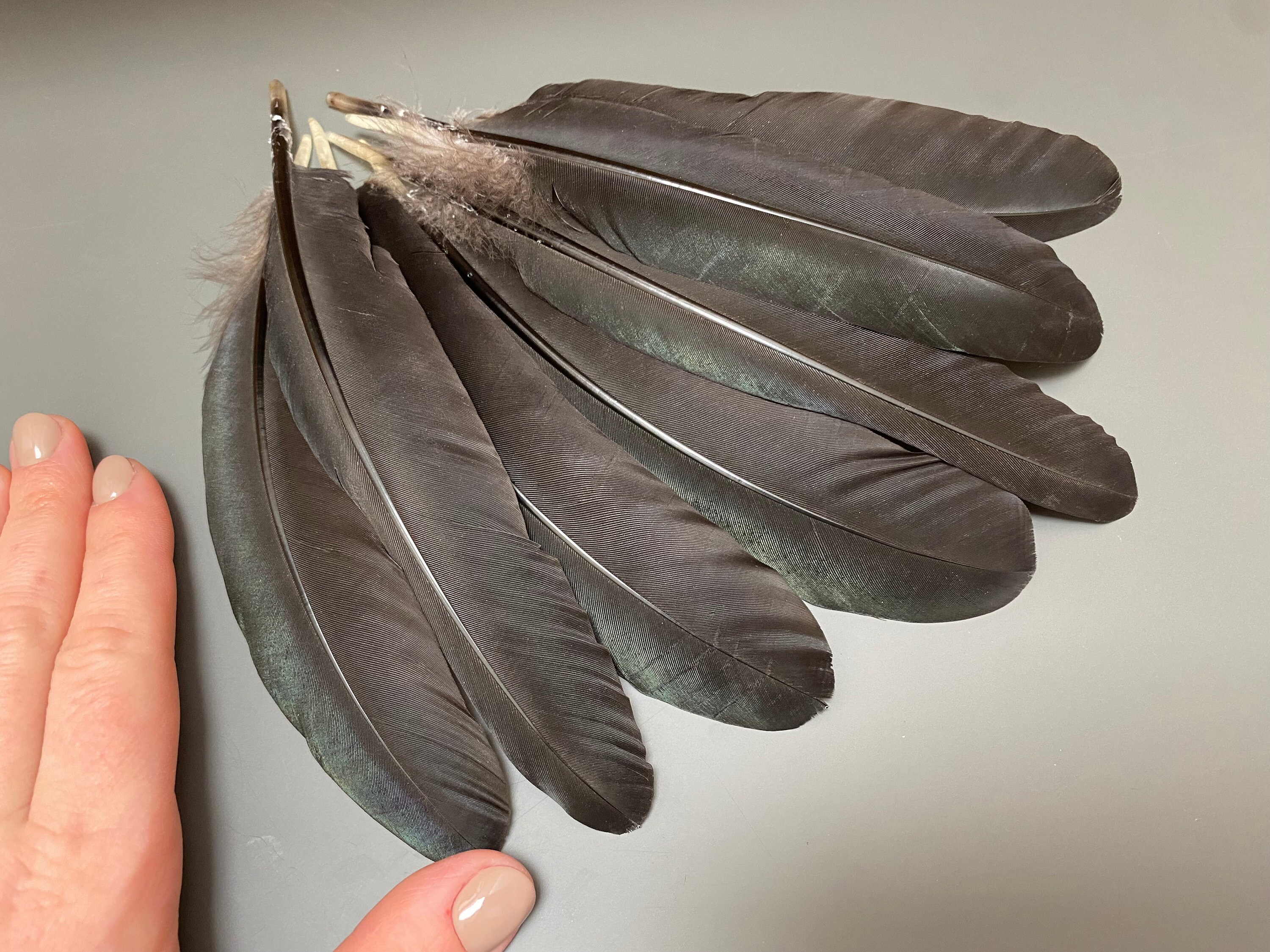 40pcs Natural Pheasant Feathers, Spotted Feathers, Turkey