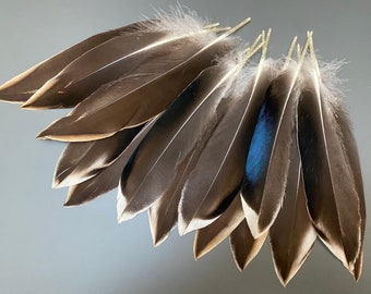 20 pcs Small Duck feathers Spotted feathers Miniature feathers Jewelry feathers Earring feathers Black feathers Mallard duck feathers Rare 20 pcs Small Duck feathers Spotted feathers Miniature feathers Jewelry feathers Earring feathers Black feathers Mallard duck feathers Rare