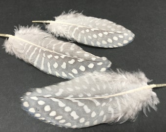 20 pcs Lavender Blue Guinea Feathers Rare feathers Gray Guinea Spotted feathers Jewelry feathers Craft feathers Earring feathers Medium rare