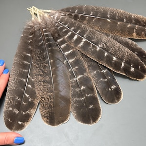 7 pcs Striped Turkey wing feathers Brown feathers Smudge feathers Feathers for crafts Loose feathers Amazing feathers Long feathers
