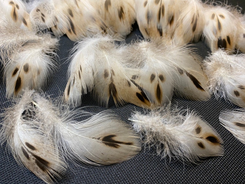 20 pcs Small Duck feathers Spotted feathers Miniature feathers Jewelry feathers Earring feathers Black feathers Mallard duck feathers Rare 20 pcs Small Duck feathers Spotted feathers Miniature feathers Jewelry feathers Earring feathers Black feathers Mallard duck feathers Rare