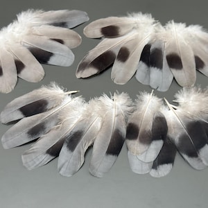 25 pcs Pigeon feathers Striped feathers Smudge feathers Hat decor Amazing feathers Gray feathers Loose feathers Feathers for crafts