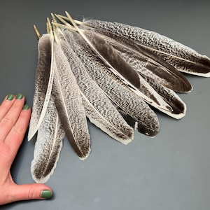 9 pcs Turkey feathers Long feathers Gray feathers Striped feathers Loose feathers Smudge feathers Amazing feathers Hat decor Long feathers