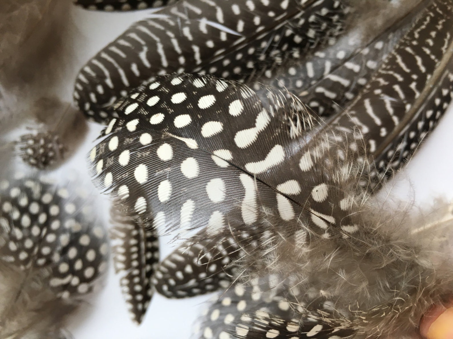 Guinea Feathers 80 NATURAL Guinea Fowl FEATHERS Mix Polka Dot - Etsy