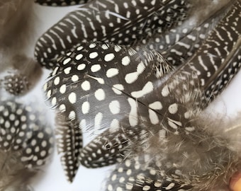 Guinea Feathers 80 NATURAL Guinea Fowl FEATHERS Mix Polka Dot Feathers Loose Feathers Real Feathers For Crafts Spotted Assortment Supplies
