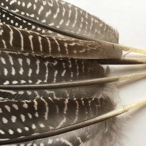 Guinea Feathers Long 10 Pcs Guinea Fowl Quill Feathers - Etsy