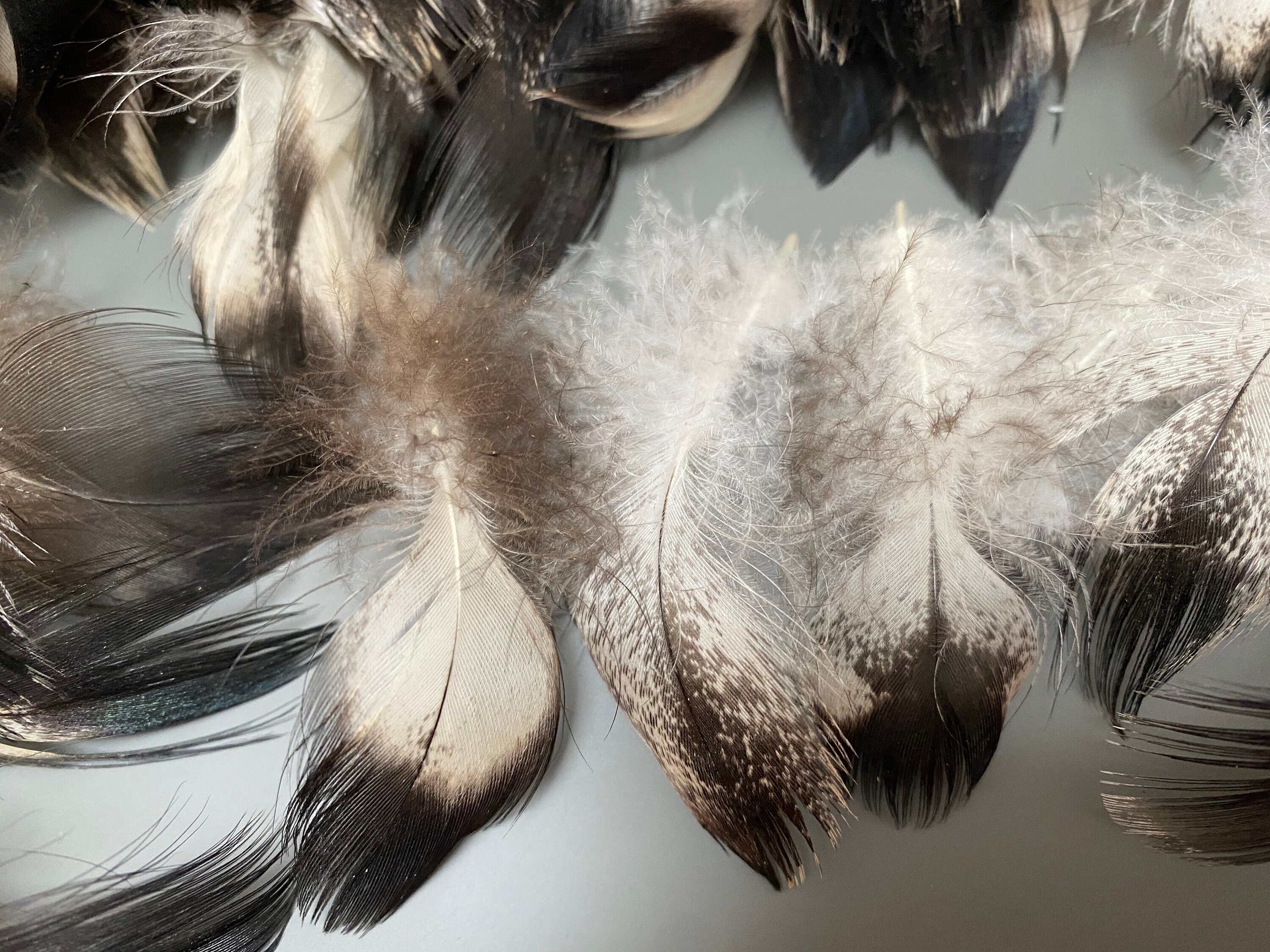 20 pcs Small Duck feathers Spotted feathers Miniature feathers Jewelry feathers Earring feathers Black feathers Mallard duck feathers Rare 20 pcs Small Duck feathers Spotted feathers Miniature feathers Jewelry feathers Earring feathers Black feathers Mallard duck feathers Rare