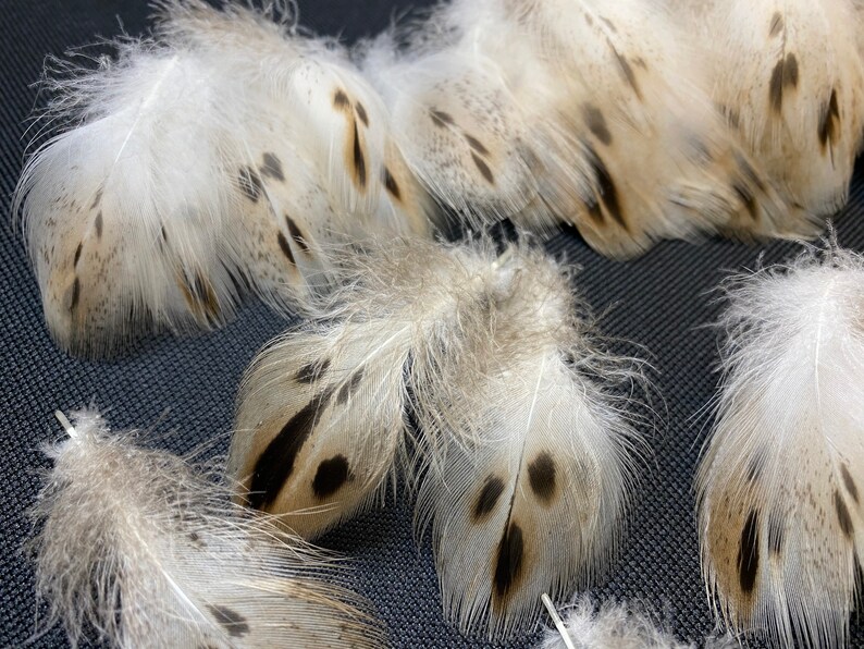20 pcs Small Duck feathers Spotted feathers Miniature feathers Jewelry feathers Earring feathers Black feathers Mallard duck feathers Rare 20 pcs Small Duck feathers Spotted feathers Miniature feathers Jewelry feathers Earring feathers Black feathers Mallard duck feathers Rare