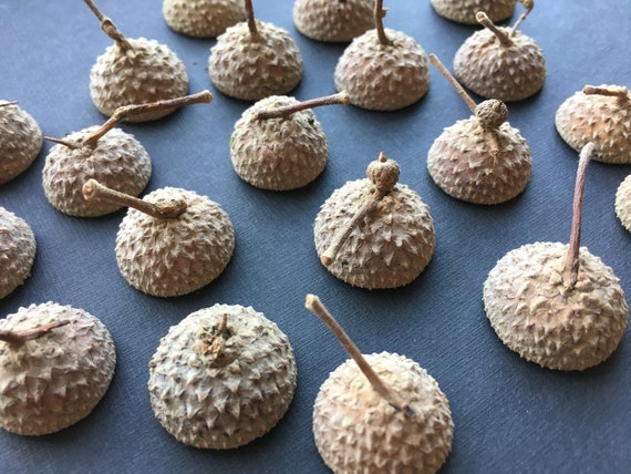 Assorted Natural Acorns With Caps Fall Decor,Thanksgiving Craft Supplies 10PCS