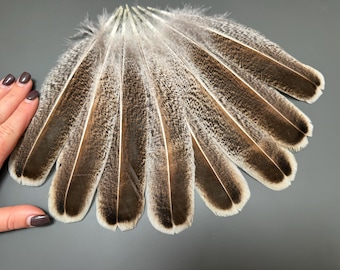 8 pcs Turkey feathers Natural feathers Loose feathers Soft feathers Smudge feathers Brown feathers Long feathers Rare feathers