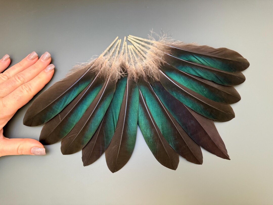 12 Pcs Green Duck Feathers Iridescent Feathers Jewelry Feathers Rare ...