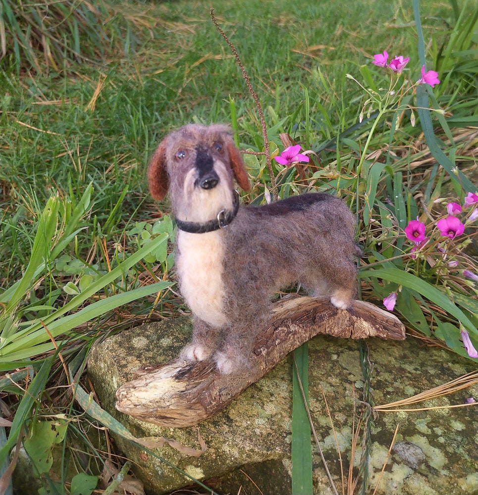 mini wire haired dachshund