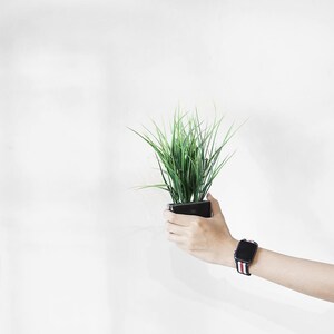 May include: A hand holding a small potted plant with green grass. The hand is wearing a black smartwatch with a red and white striped band.