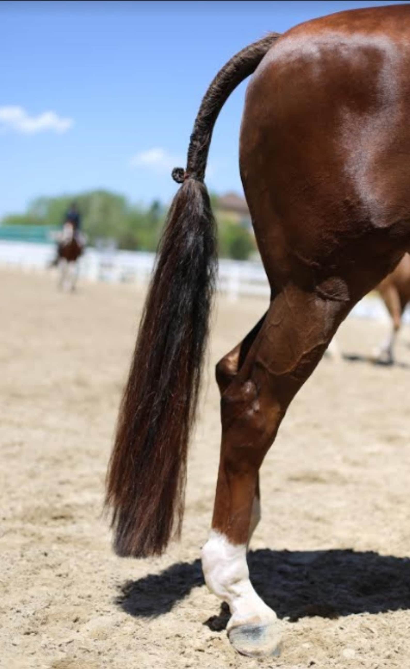 Custom Horse Hair Tail Extension 4042 Etsy