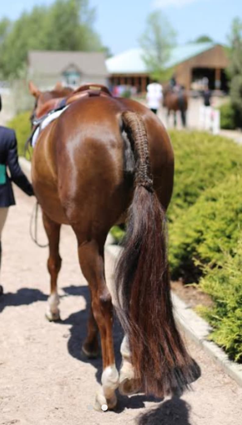 Custom Horse Hair Tail Extension 4042 Etsy