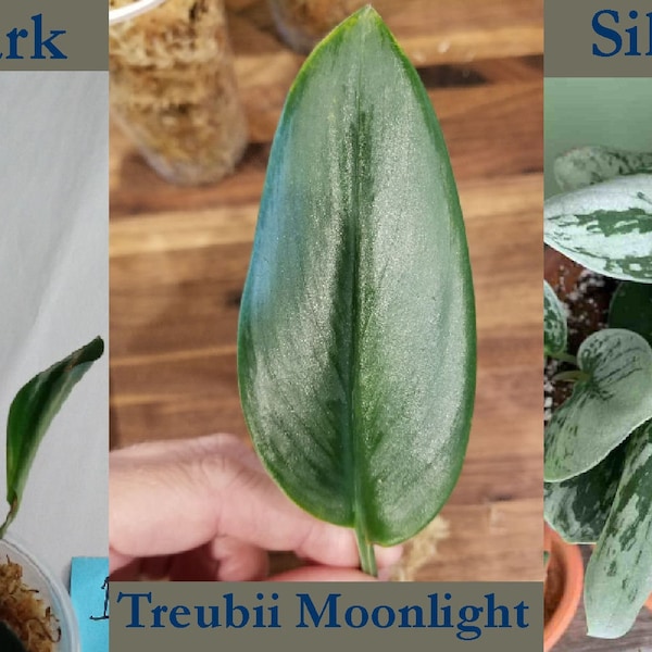 Pothos  cuttings for various epipremnum and scindapsis species - Expand your jungle today!