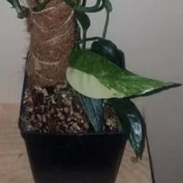 Epipremnum pinnatum albo variegata - fresh cuttings