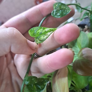 Pothos White Ghost - Etsy