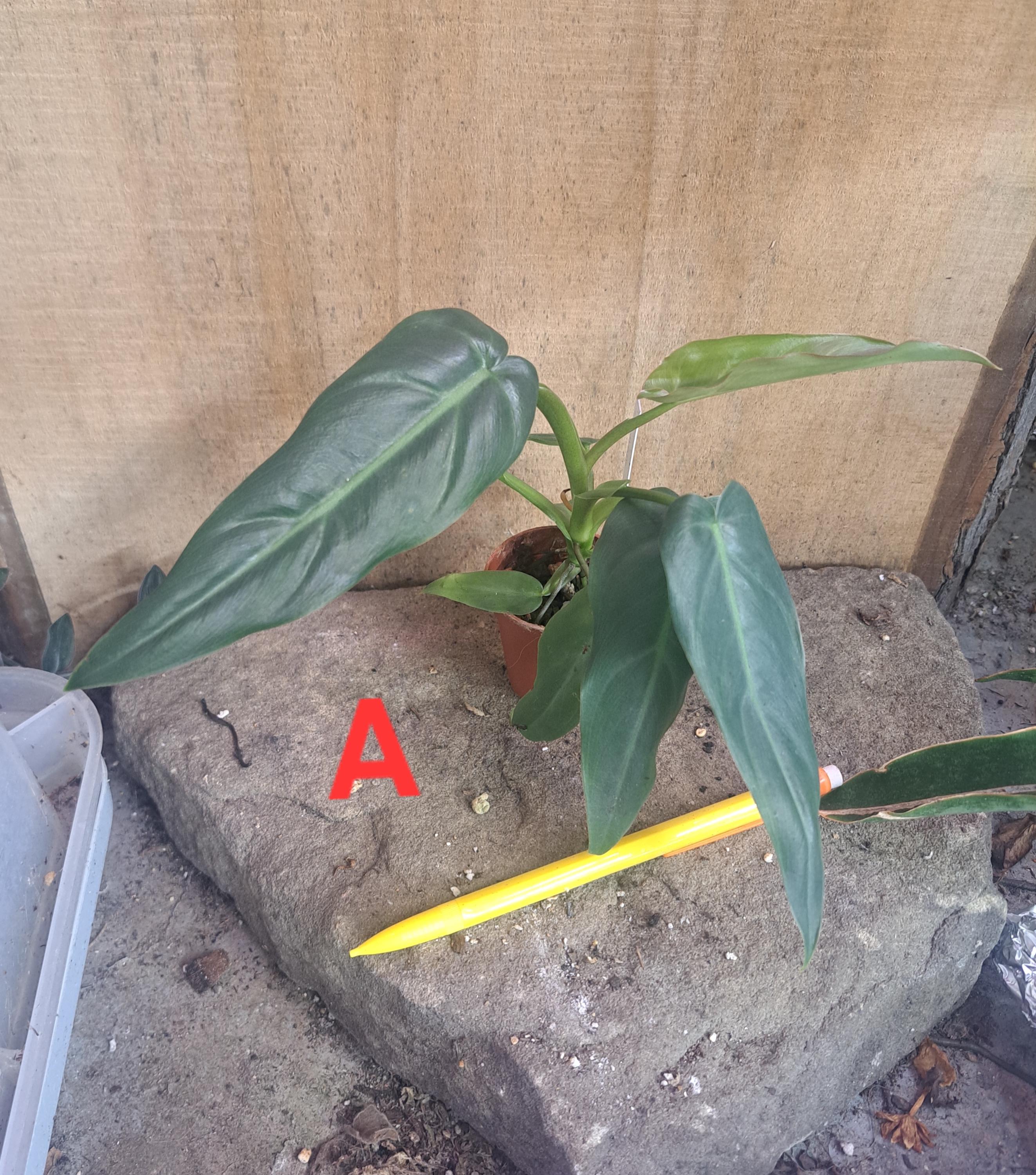 Philodendron Maximum - Starter Plants and Fresh Cuttings - Etsy