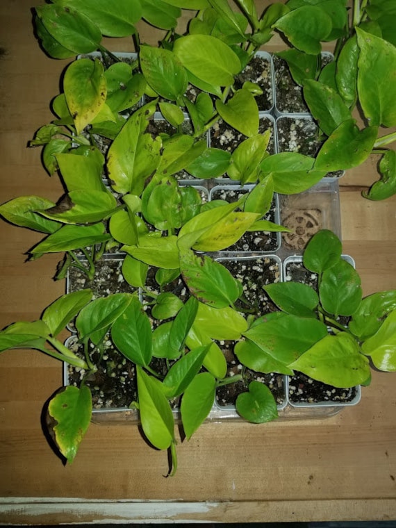 Neon Pothos Epipremnum Aureum - 3 Node Cutting - Etsy