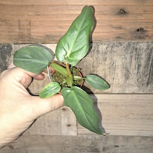 Caramel Marble Philodendron Seeds - Etsy