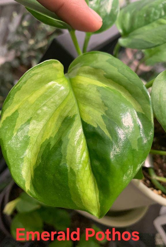 Pothos Cuttings Bundle - Etsy