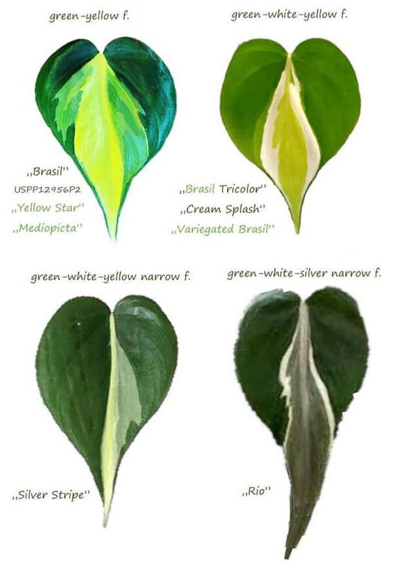 philodendron bunt Thaumatophyllum spruceanum 'Green Wonder' – Foliage Factory main image 0