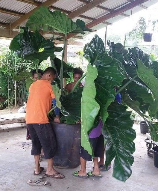 hoya plant flower Hoya Carnosa (Wax Plant) Flower Seeds for Planting – Heirloom, Non-GMO –  Pure Asia Seeds main image 1