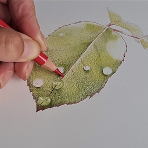 Pode incluir: Um close-up de uma folha verde com várias gotas de água. Um lápis vermelho está sendo usado para desenhar as gotas.