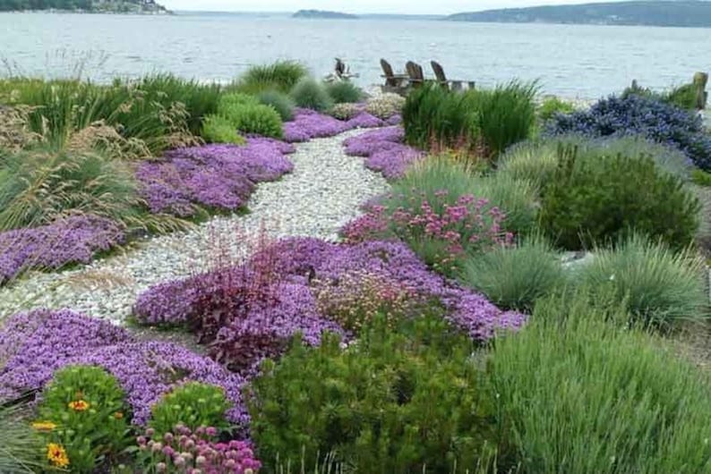 growing thyme ground cover growing thyme ground cover