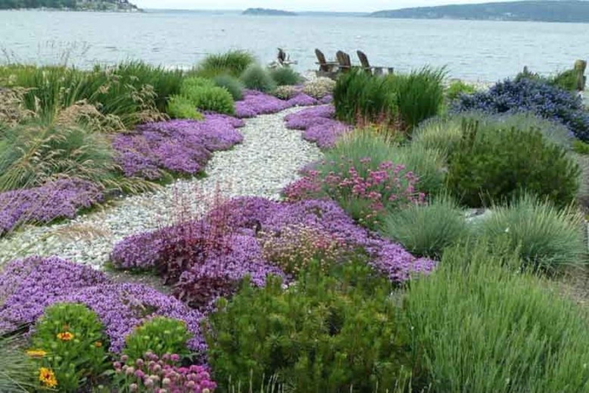 thyme ground cover planting thyme ground cover planting