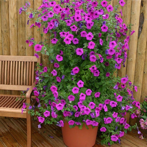 GMO free 200 seeds Climbing Petunia Mixed Colors GMO free 200 seeds Climbing Petunia Mixed Colors