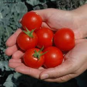 Peut inclure: Une poignée de tomates cerises rouges mûres, certaines avec de petites imperfections.