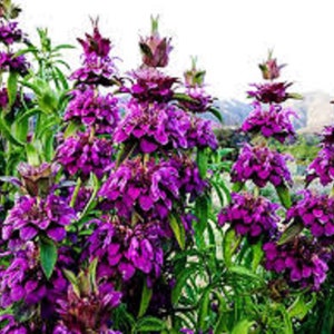 May include: A close-up of a patch of purple bergamot flowers in bloom. The flowers are clustered together in a dense mass, with green leaves visible in the background.