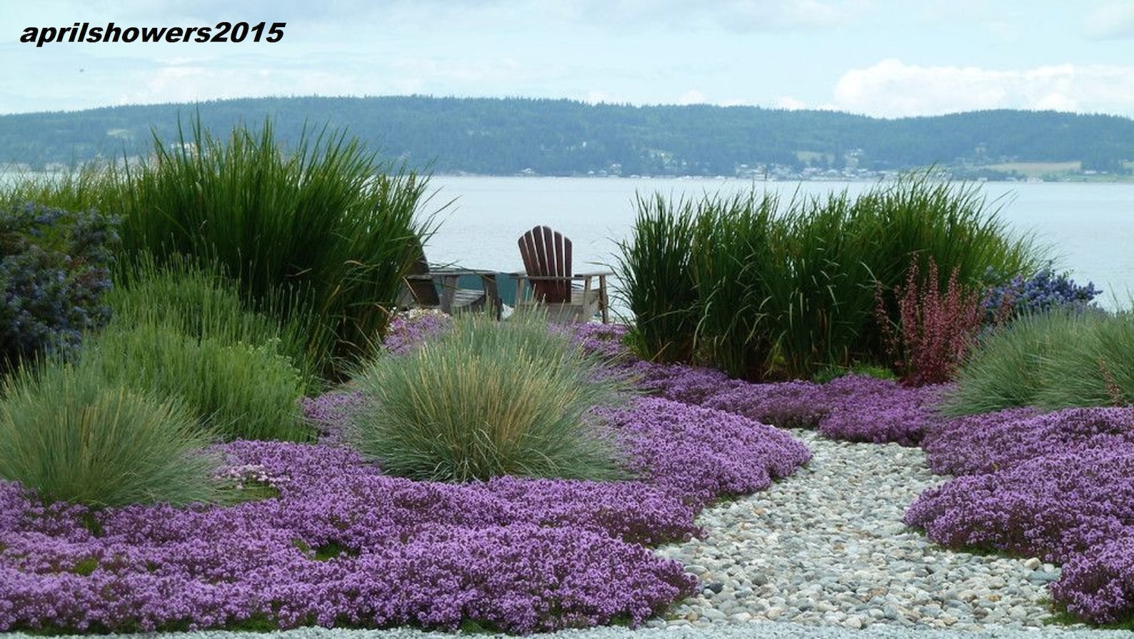 growing thyme ground cover growing thyme ground cover