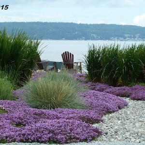 500+ SEEDS Thyme the Fragrant Ground Cover CREEPING THYME... Tiny Seeds