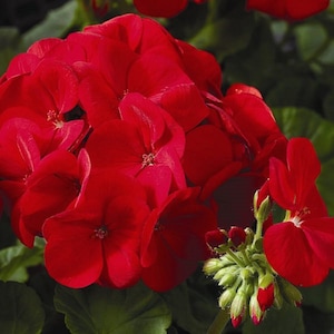 May include: A cluster of vibrant red geranium flowers in full bloom. The flowers are arranged in a circular pattern, with the petals overlapping each other. The flowers are surrounded by green leaves.