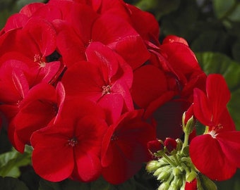 Geranium Maverick Scarlet Hybrid 10 Coated Seeds