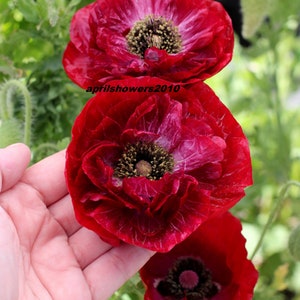 Beautiful Poppy Pandora 300 New Variety Seeds Long Bloom Period